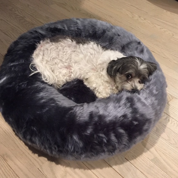 Meet your Posher, Chloe - Picture 2 of 2